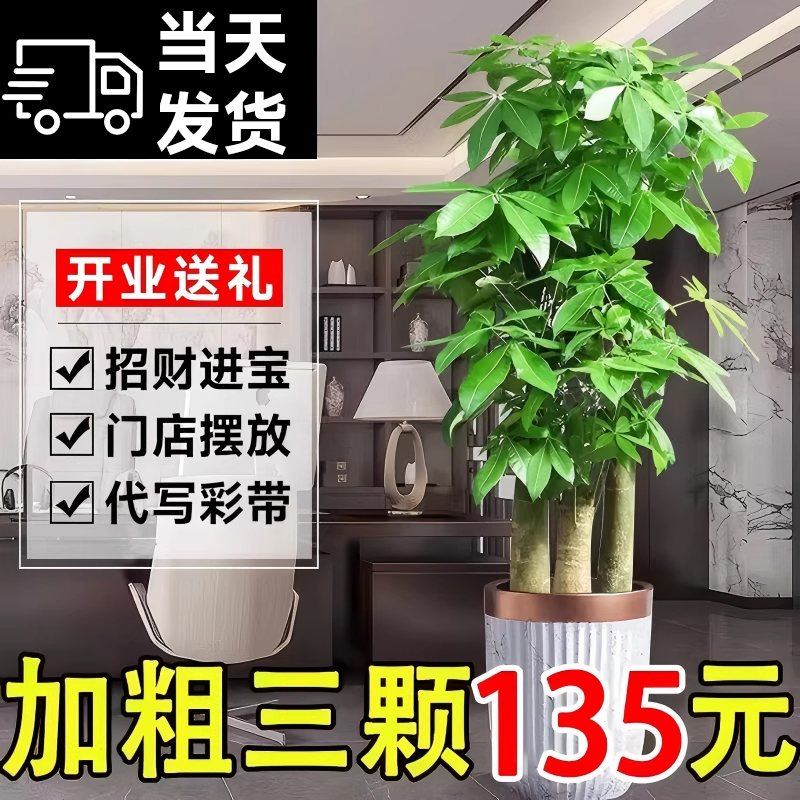 开业送礼步步高吉祥大气大号盆栽
