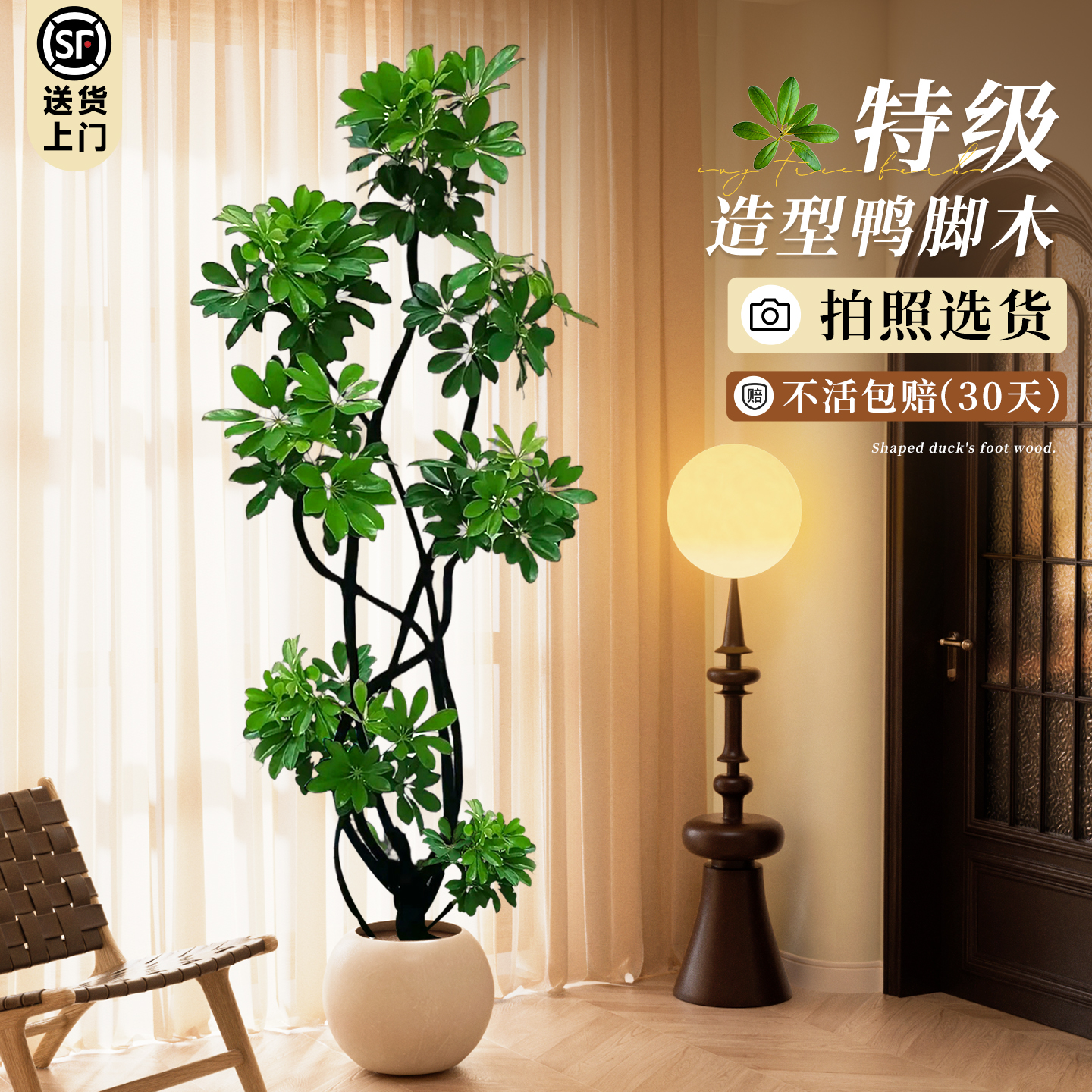 【特级造型】鸭脚木客厅大盆栽
