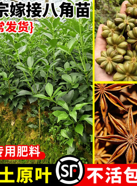 八角树苗盆栽正宗嫁接四季高产