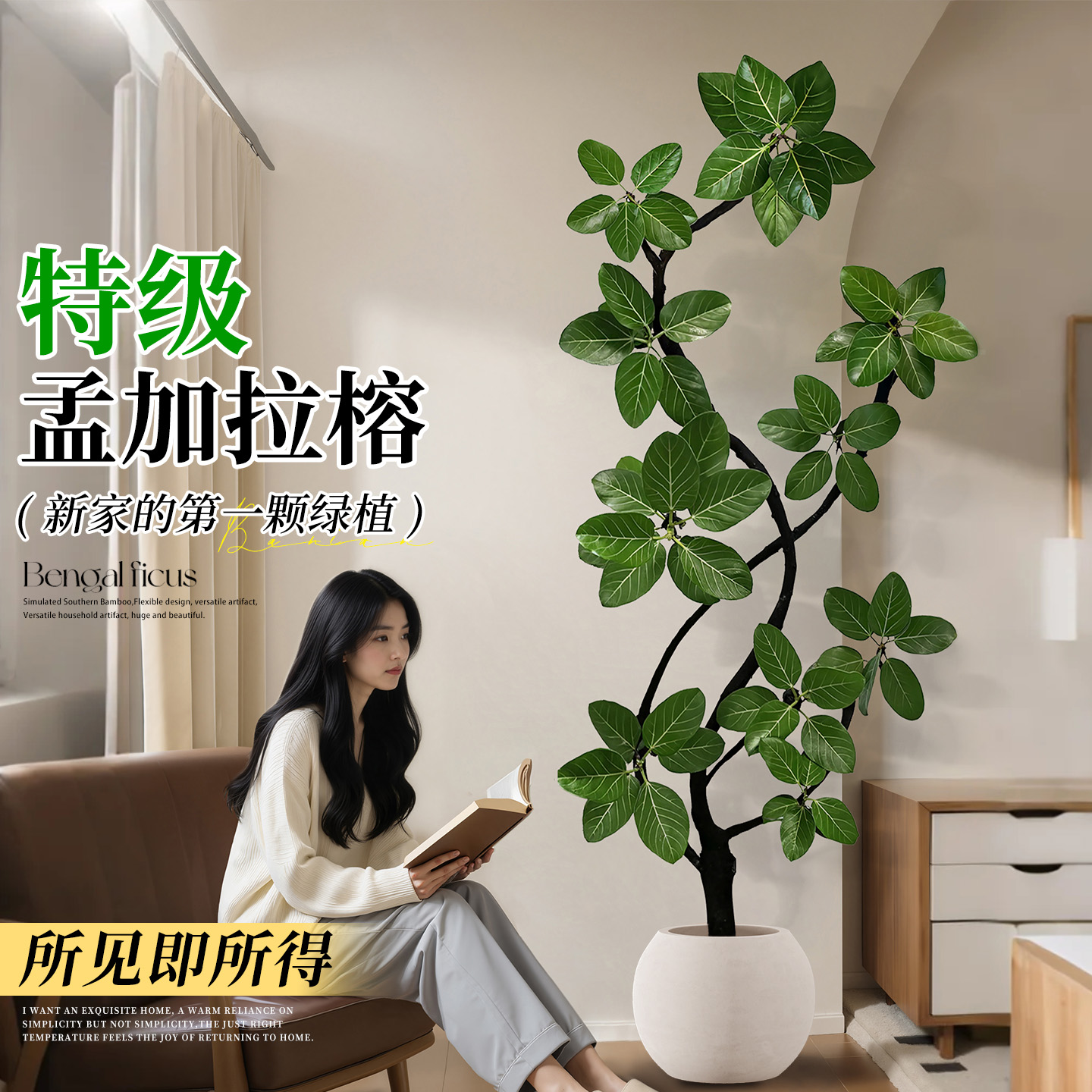 【特级孟加拉榕】氛围感天花板