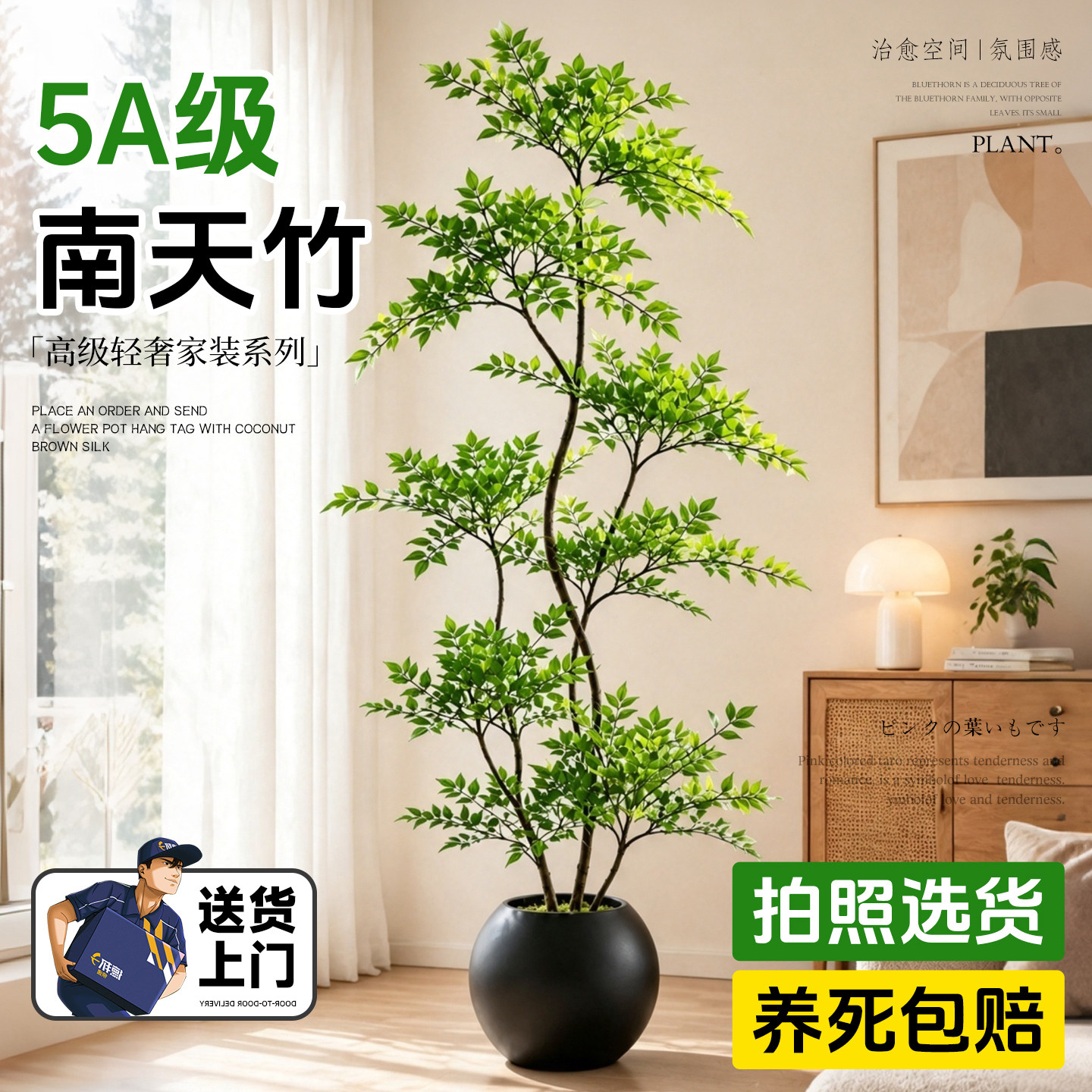 南天竹真树大型落地盆栽高端图片