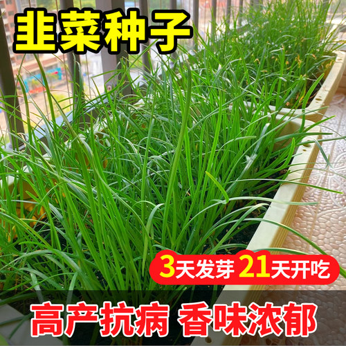 韭菜种子苗宽叶紫跟红根四季种植