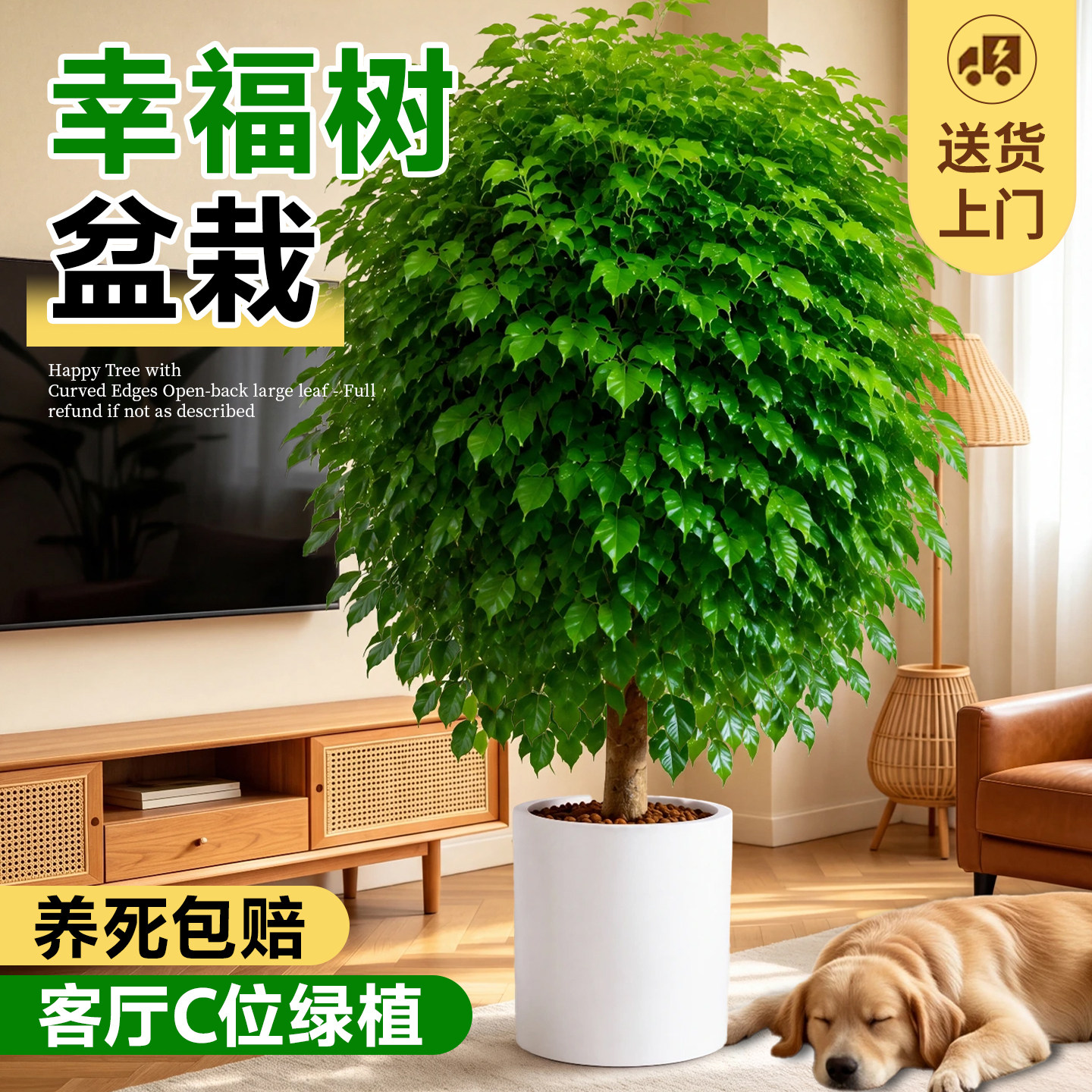 幸福树客厅大盆栽室内办公室大型落地高级绿植四季常青盆景好养活