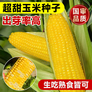 粤甜29号玉米种籽超甜高产水果玉米种子脆甜糯米春季四季杂交种孑