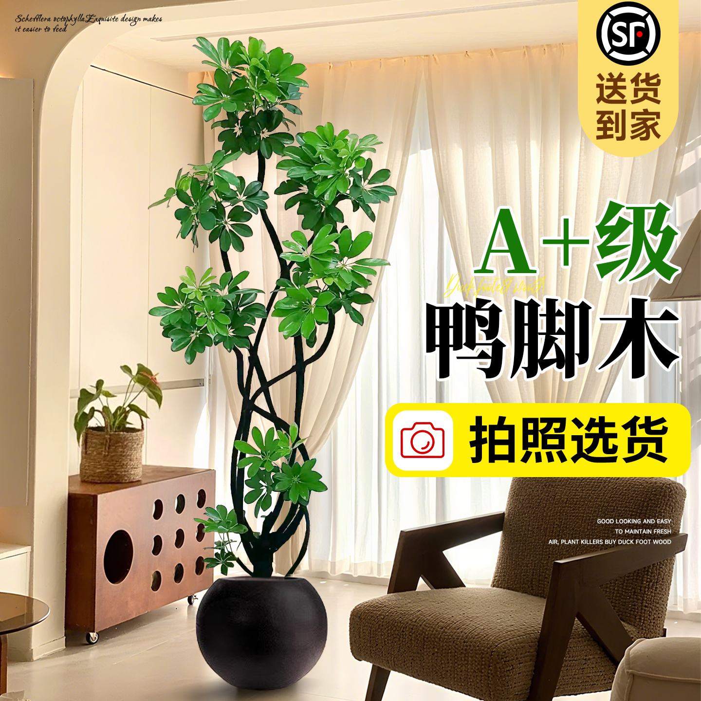 鸭脚木客厅大盆栽室内高级感绿植物大型落地鸭掌木高端大气上档次
