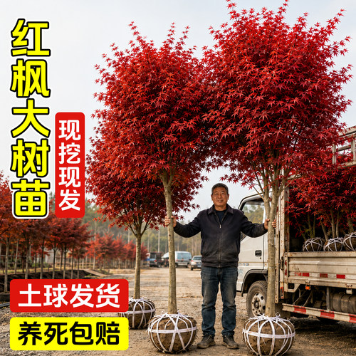 中国红枫树苗包养活对版养死包赔
