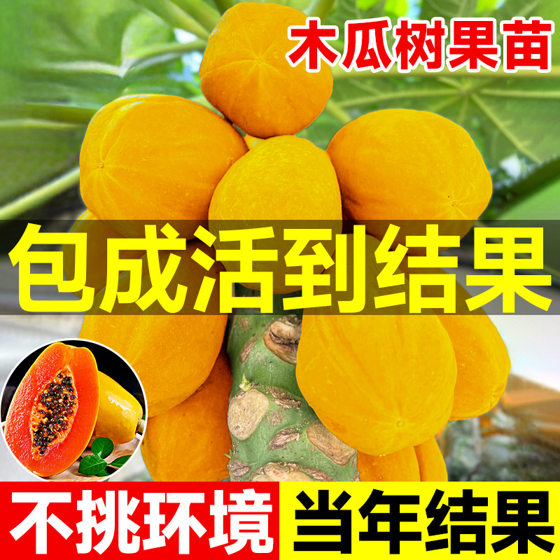 冰糖红心木瓜苗庭院种植