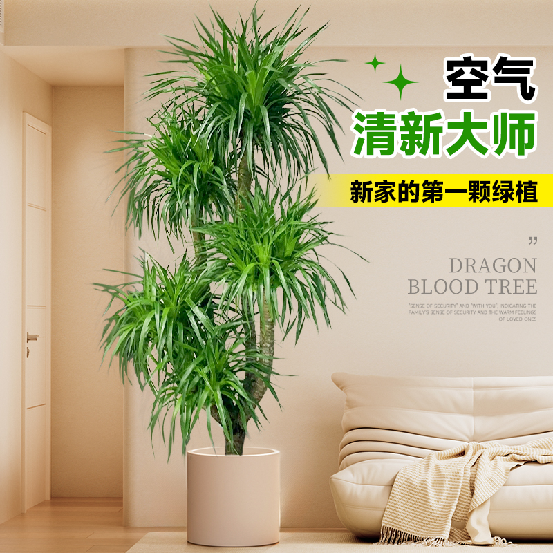 大型多头龙血树客厅绿植龙须树树苗大号盆景老桩真树室内植物盆栽