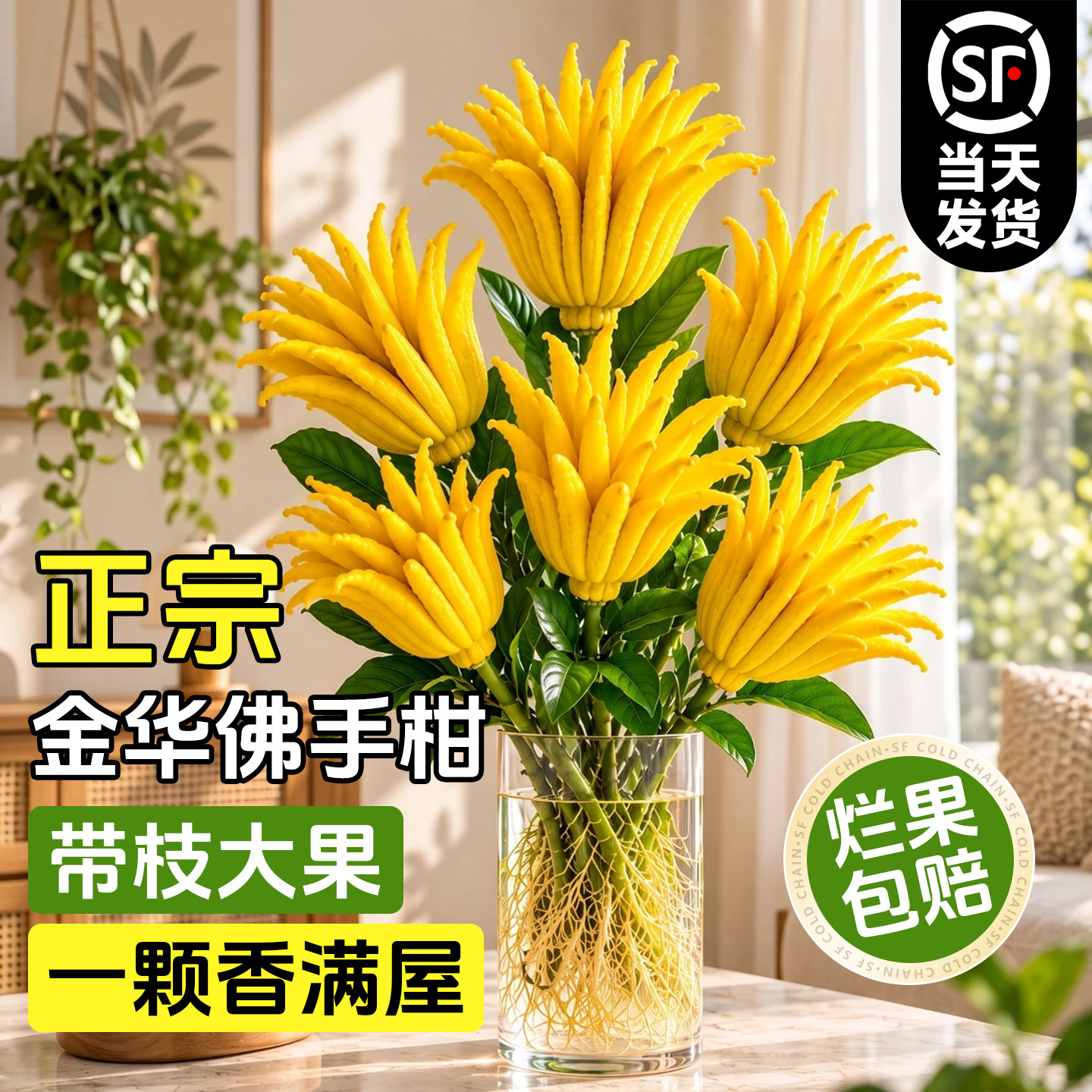 金华佛手柑新鲜果摆件室内客厅桌面水培绿植物佛手果香薰闻香观赏