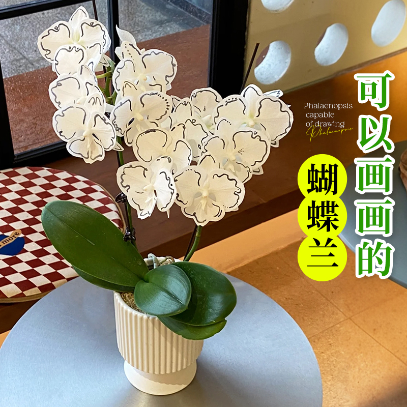可以画画的蝴蝶兰室内耐寒花卉