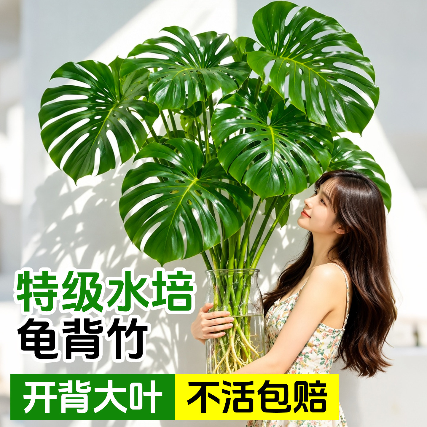 龟背竹水培植物室内好养易活办公室客厅桌面高级感除甲醛水养绿植