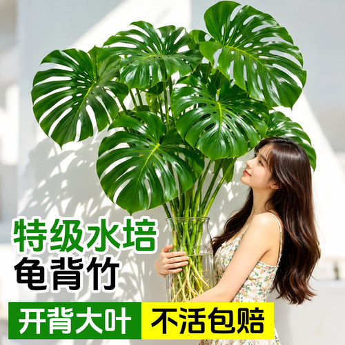 龟背竹水培老桩大叶室内好养