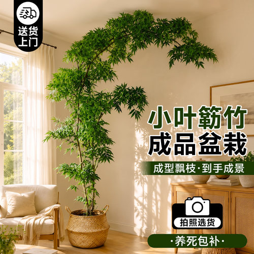 小叶簕竹禅意桌面盆景耐阴好养