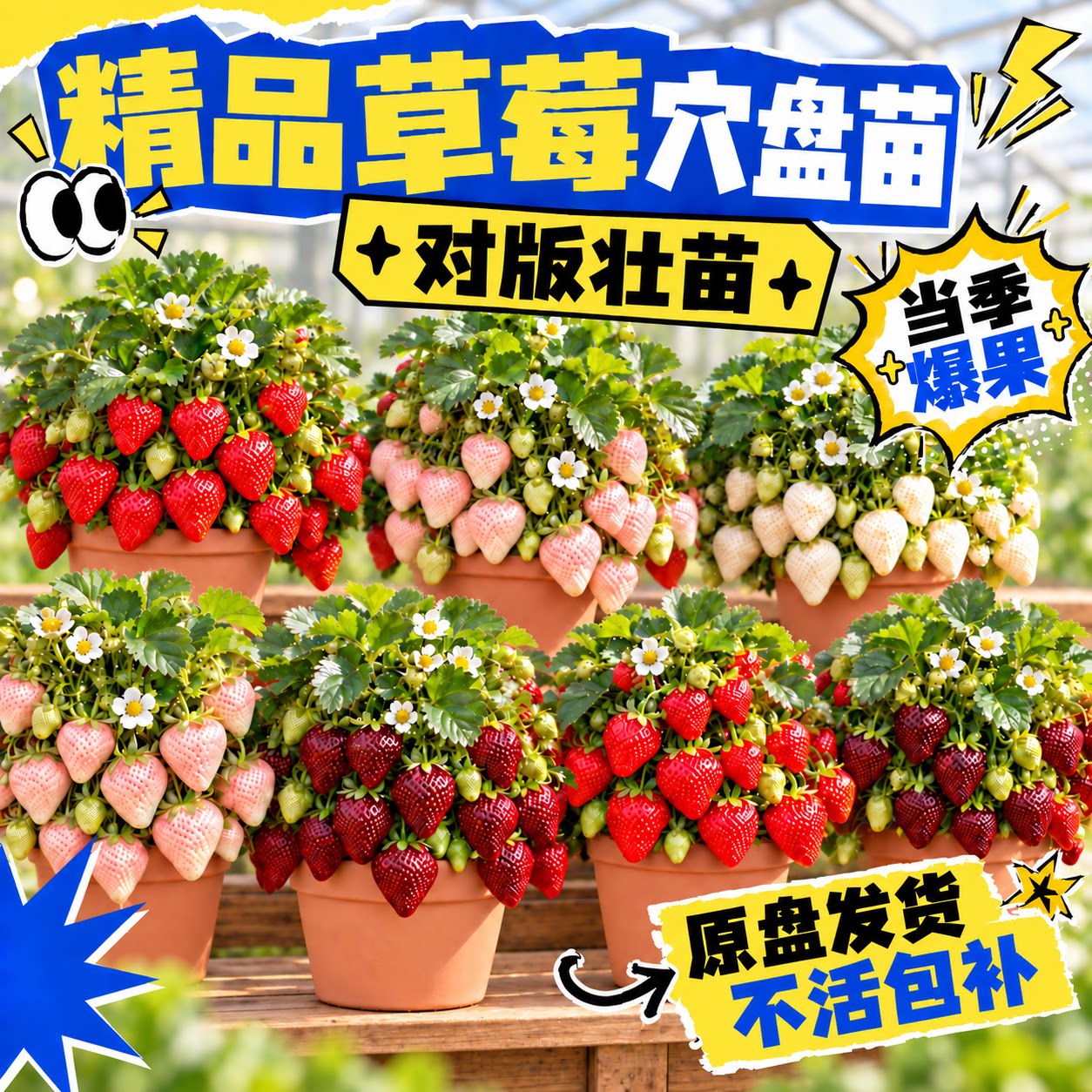 优质高产脱毒草莓穴盘苗四季结果图片