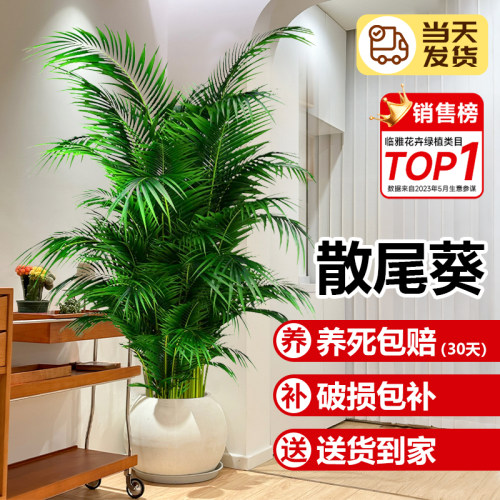 散尾葵植物盆栽客厅绿植室内大型