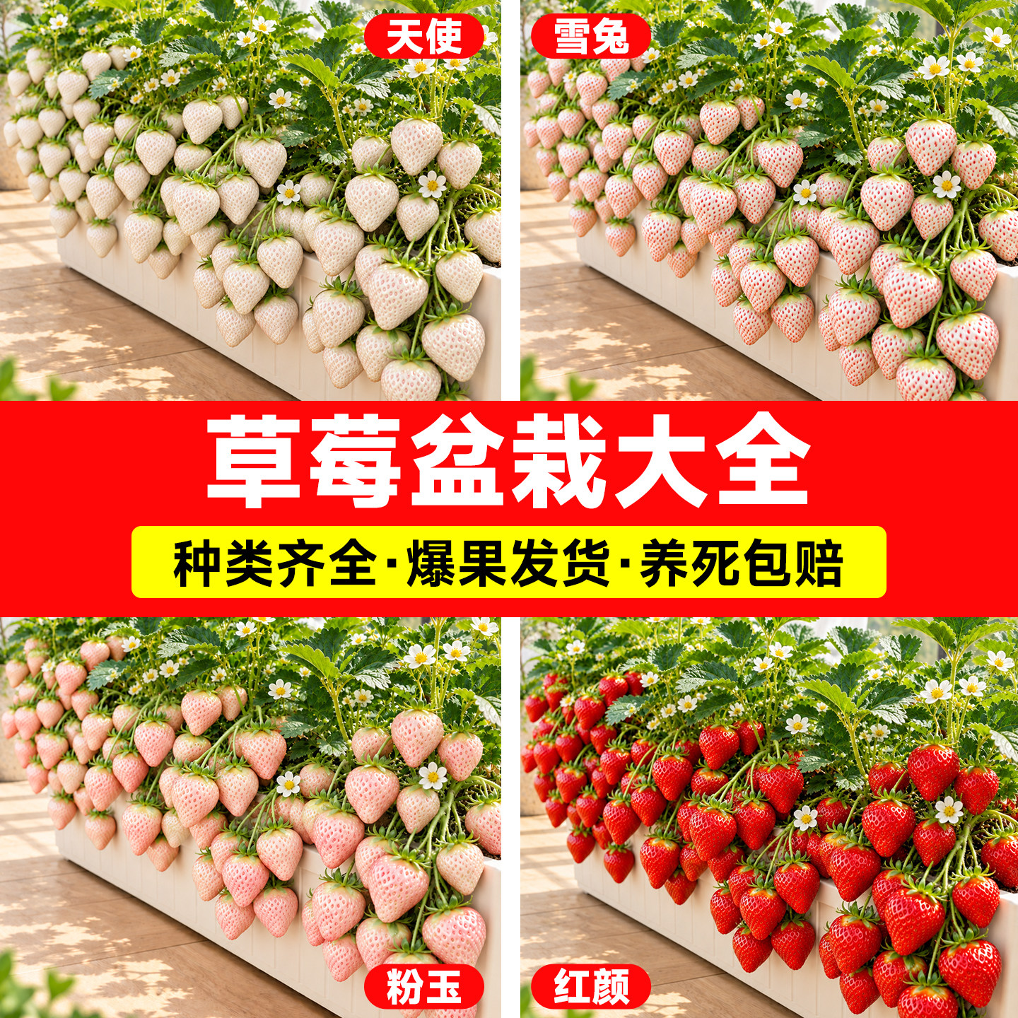 草莓苗大全脱毒带土高产盆栽图片