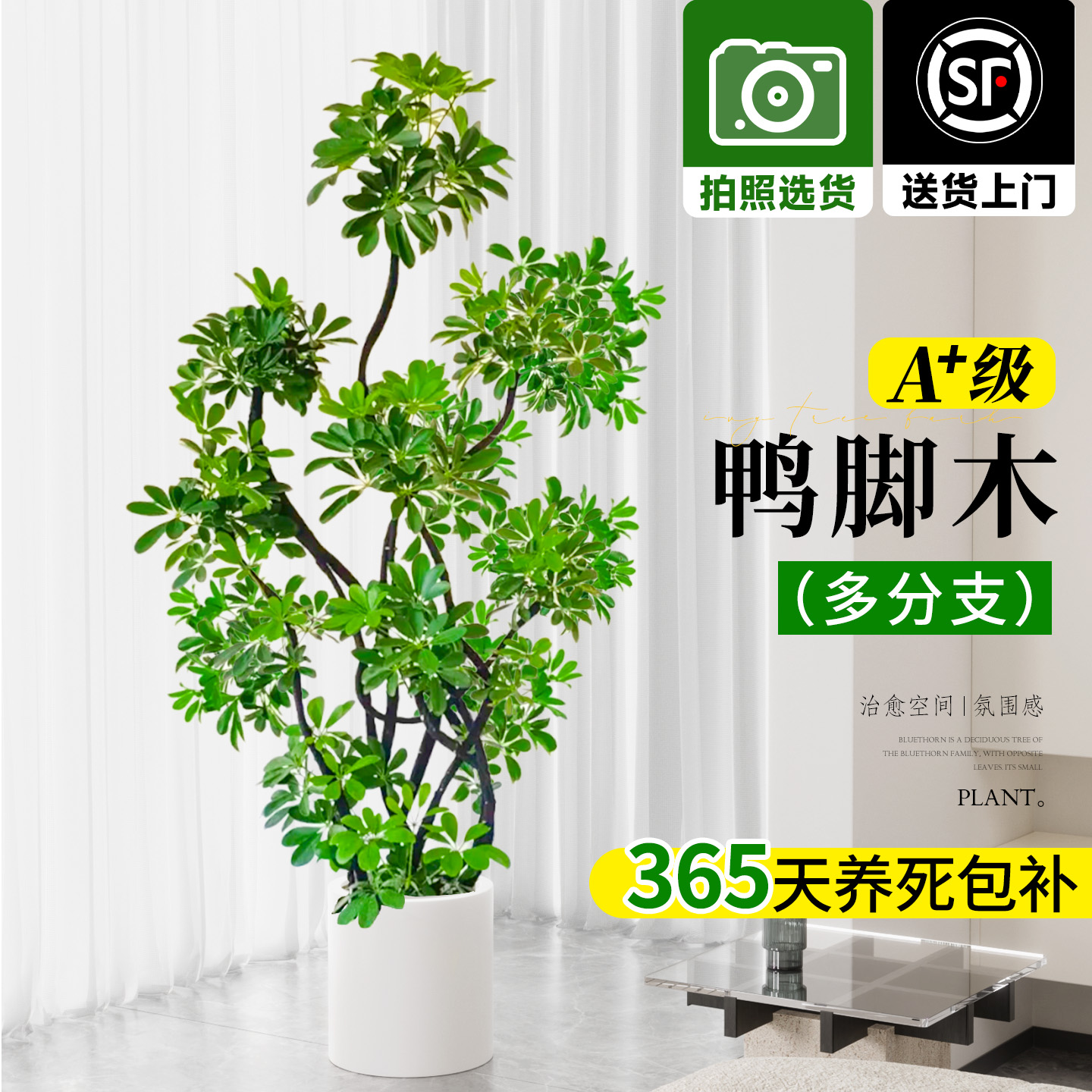 造型鸭脚木客厅大盆栽八方来财鸭掌木鹅掌柴室内落地式大型绿植物