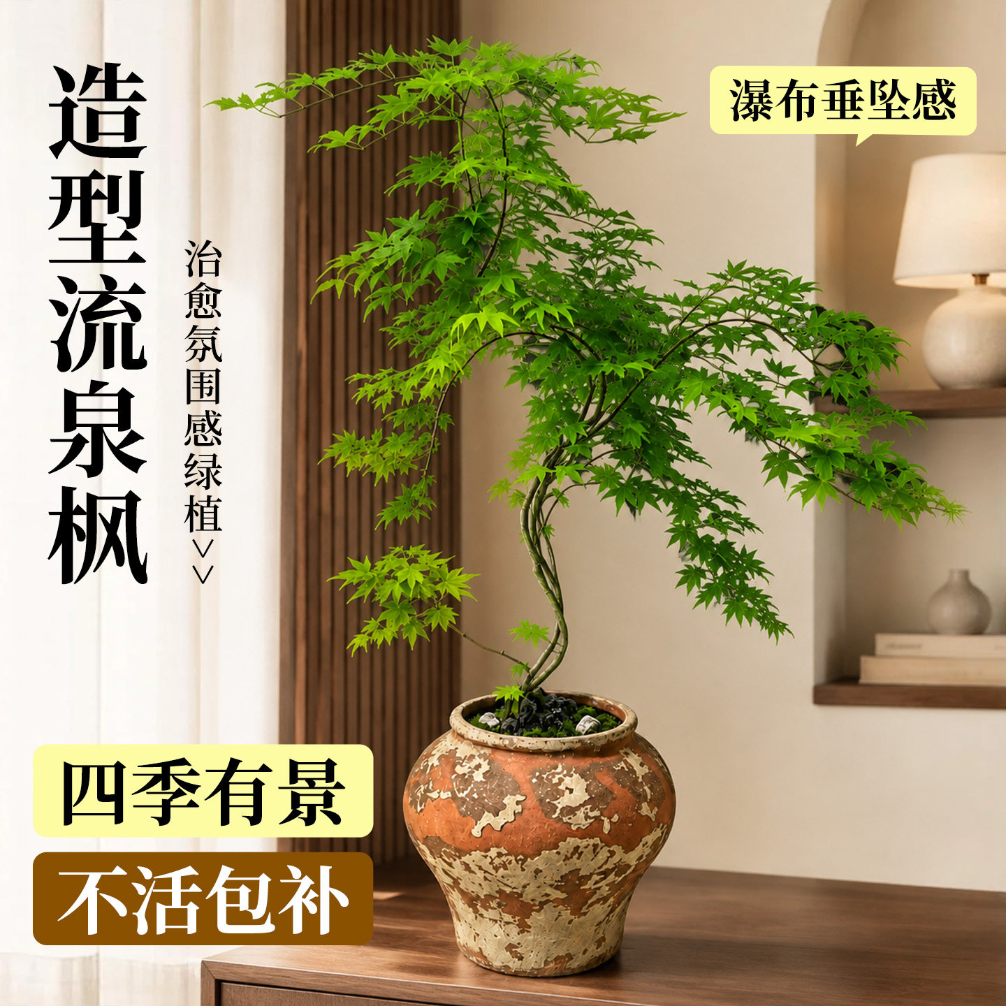 流泉枫盆景室内桌面禅意好养图片