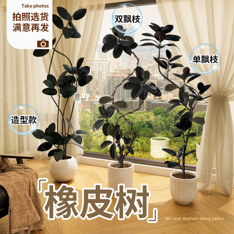 黑金刚橡皮树客厅室内高级感绿植