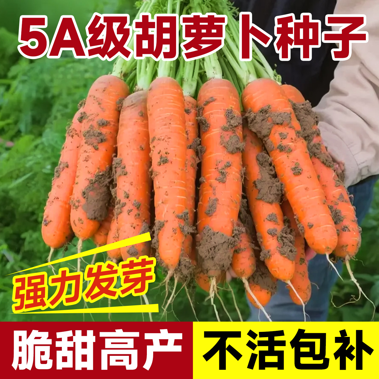 5A级正宗胡萝卜种子假一赔十