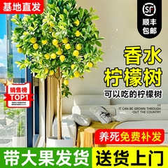 香水柠檬树盆栽带果可食用老桩四季室内客厅阳台好养活绿植物花卉