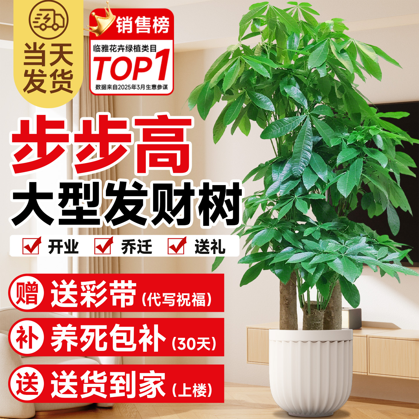 步步高发财树三杆客厅盆栽室内大型绿植乔迁之喜办公室开业送礼