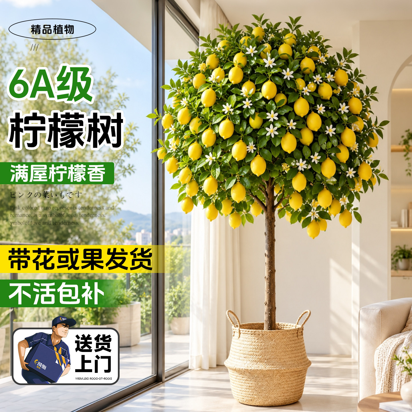 香水柠檬树盆栽带果四季可食用室内客厅阳台大型落地绿植物好养活
