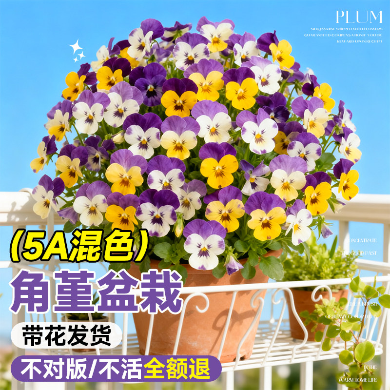 角堇花苗盆栽带花三色堇皱边花卉绿植室内外耐寒耐冻植物冬季好养,鲜花速递/花卉仿真/绿植园艺,时令草本花卉,淘宝优惠券,粉丝福利购,淘宝优惠卷