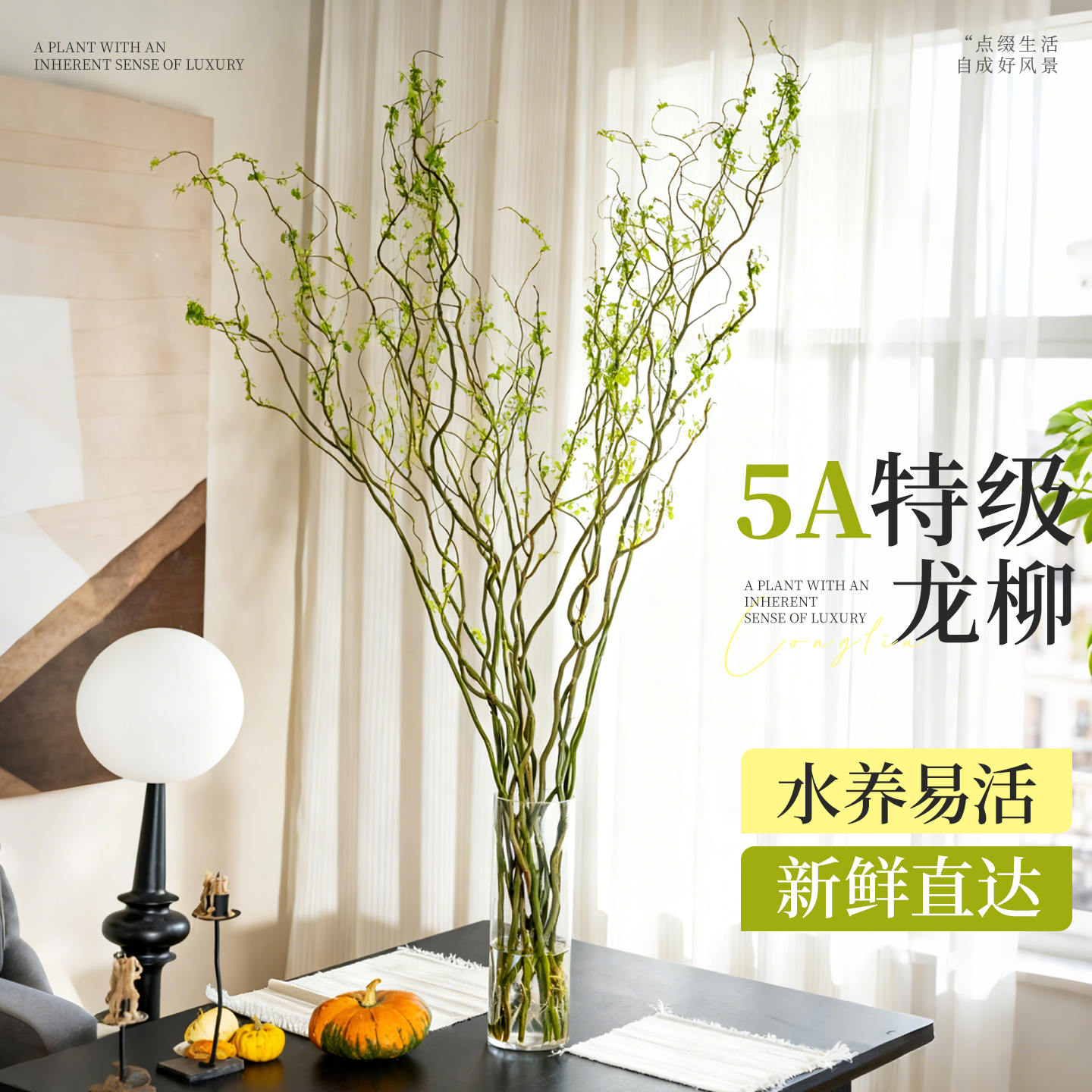 龙柳鲜枝水培植物室内好养绿植插花干枝雪柳切花水养客厅吊钟盆栽