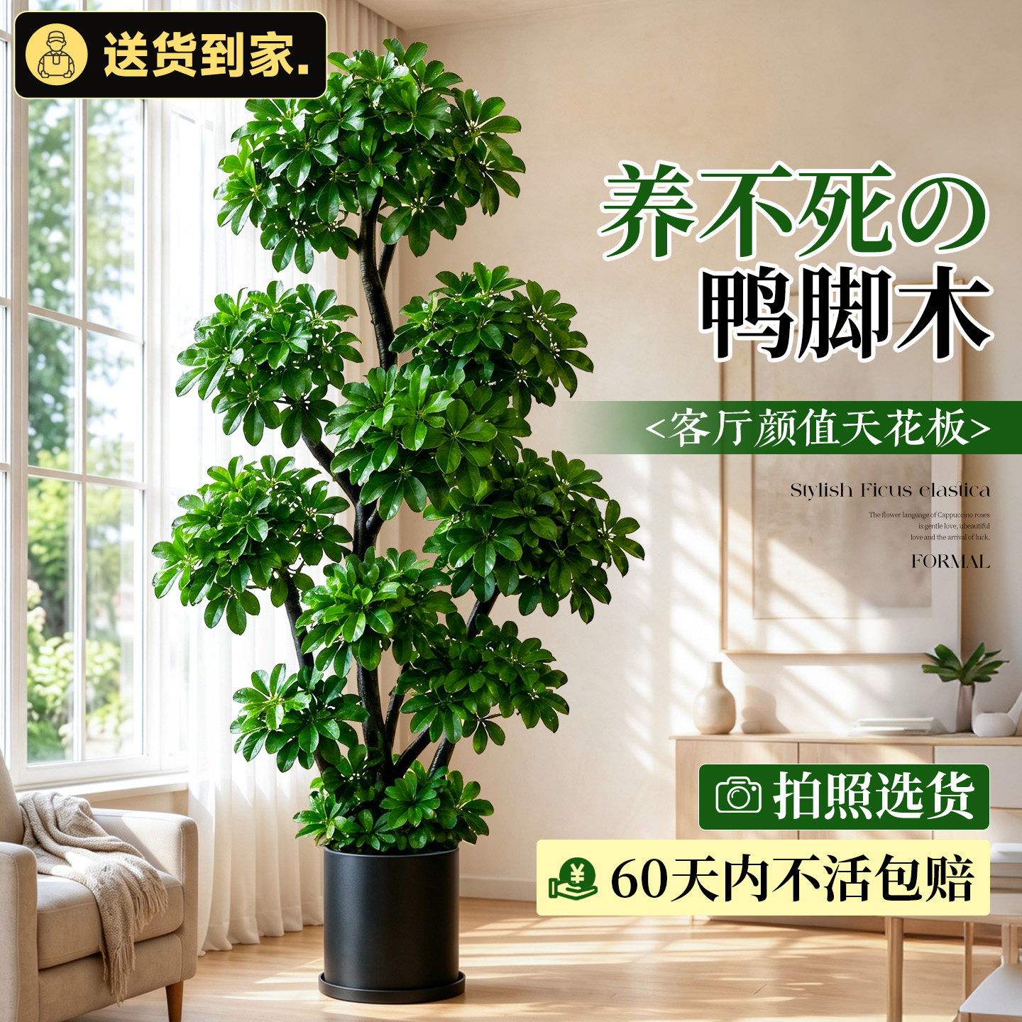 A+级鸭脚木大盆栽365天免费补发图片