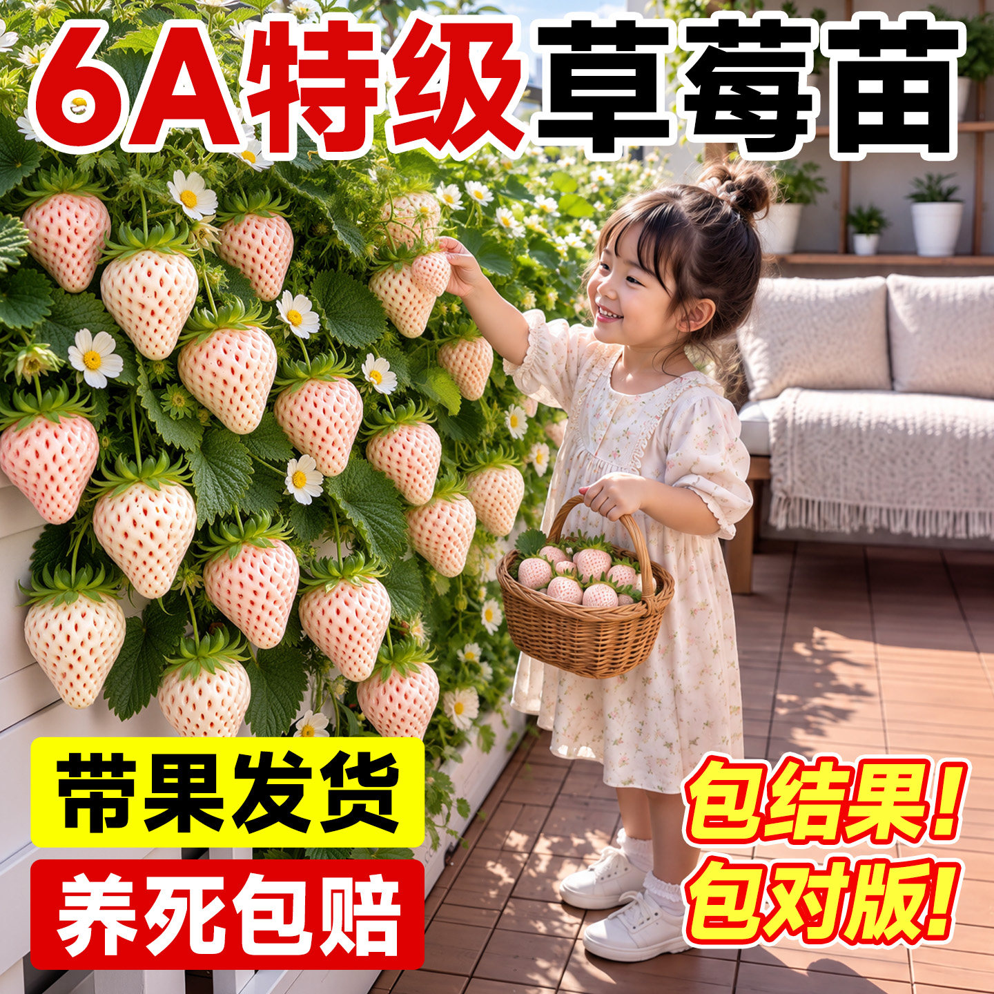 草莓苗秧盆栽四季结果优质高产脱毒奶油红颜特大草莓新苗阳台种植