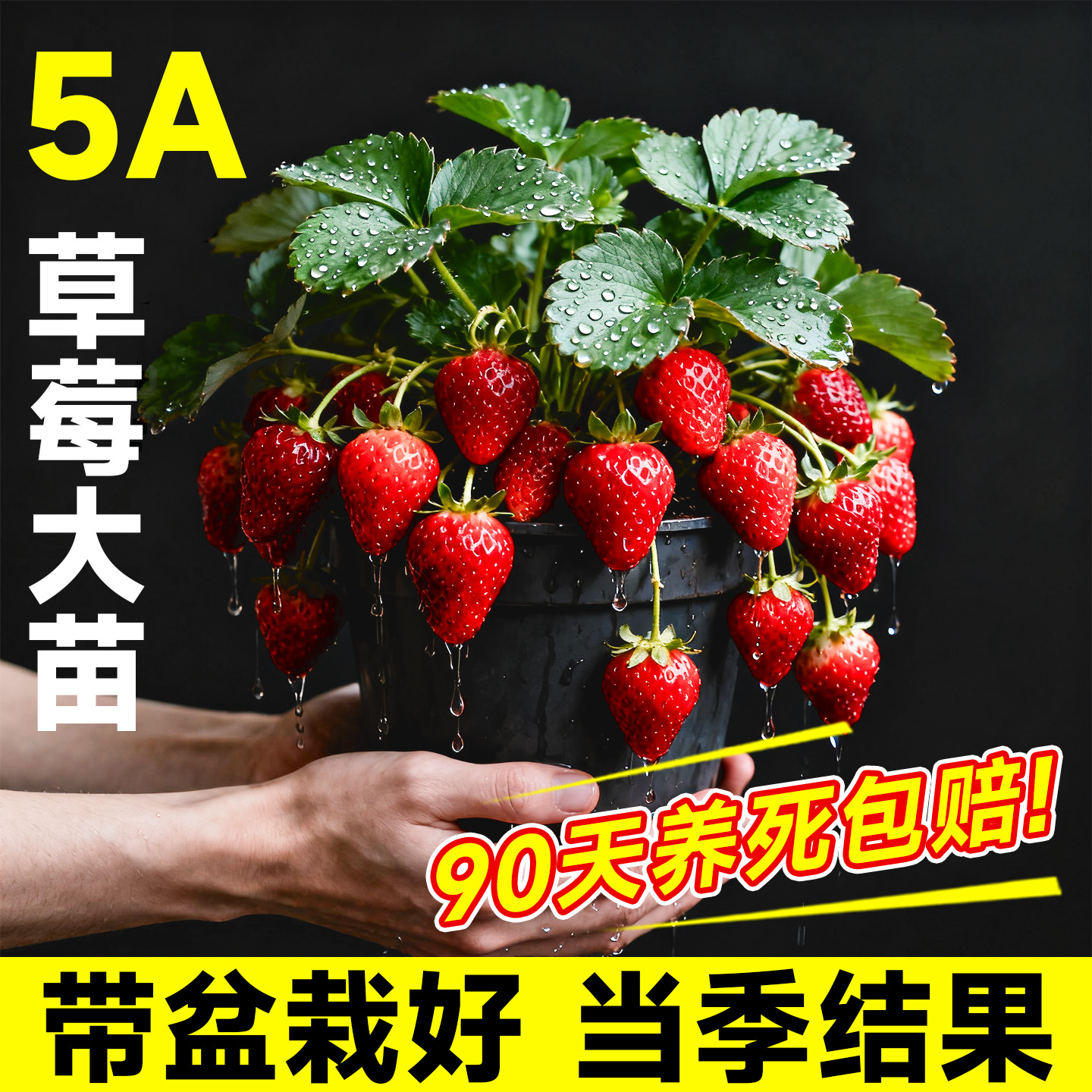 5A级草莓苗秧带盆栽好不活包赔