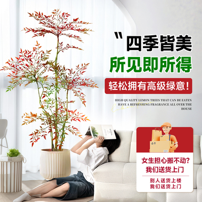 室内落地大型绿植南天竹盆栽
