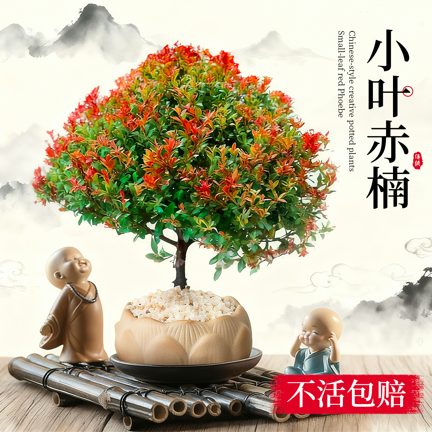 5A特级小叶赤楠好养易活不活包赔