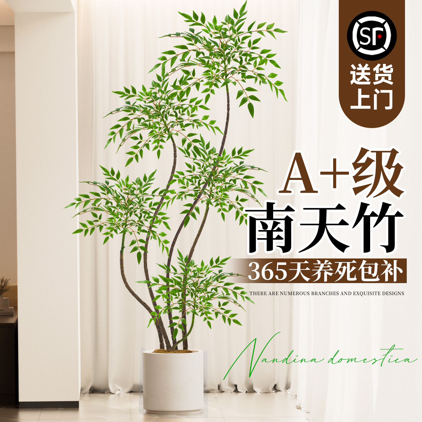 南天竹盆栽客厅真树绿植不活包补
