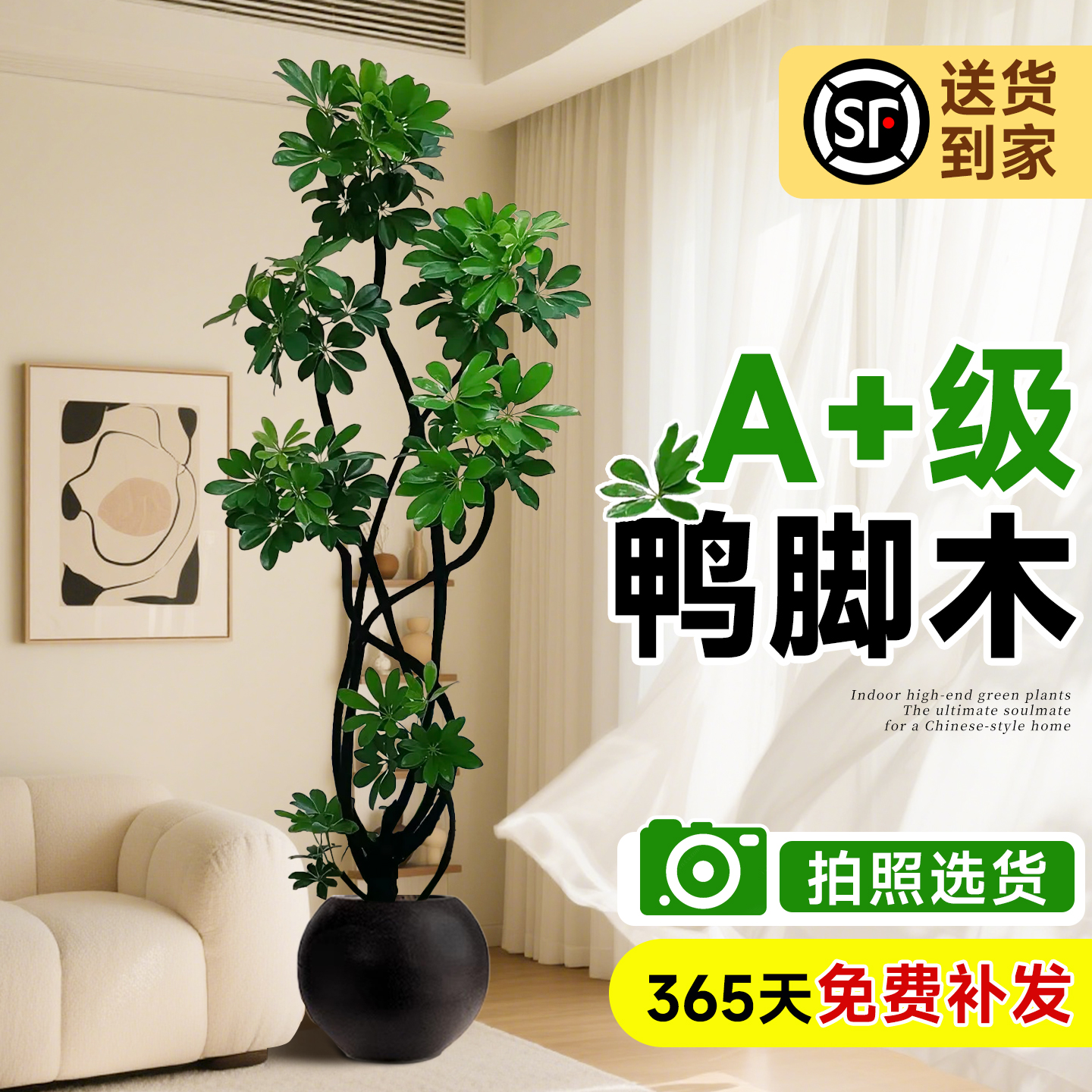 A+级鸭脚木高端365天免费补发