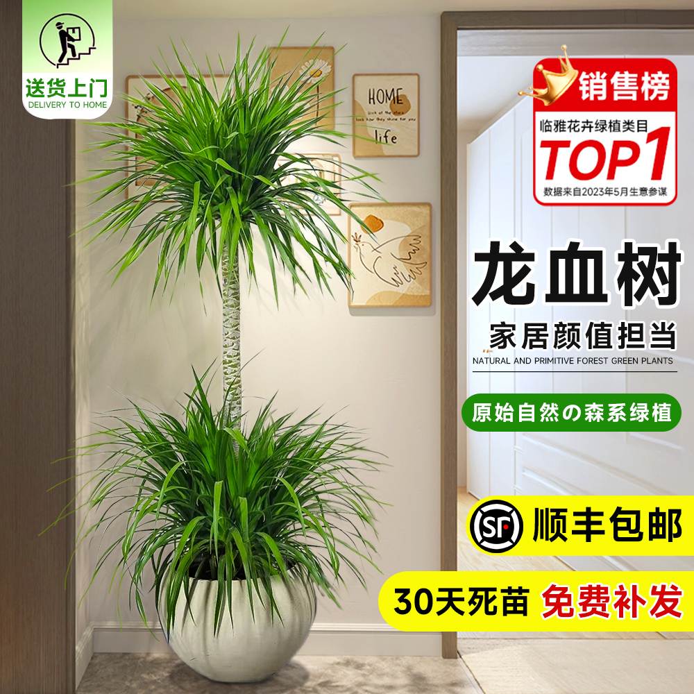 龙血树旺宅大型绿植高级感大盆栽