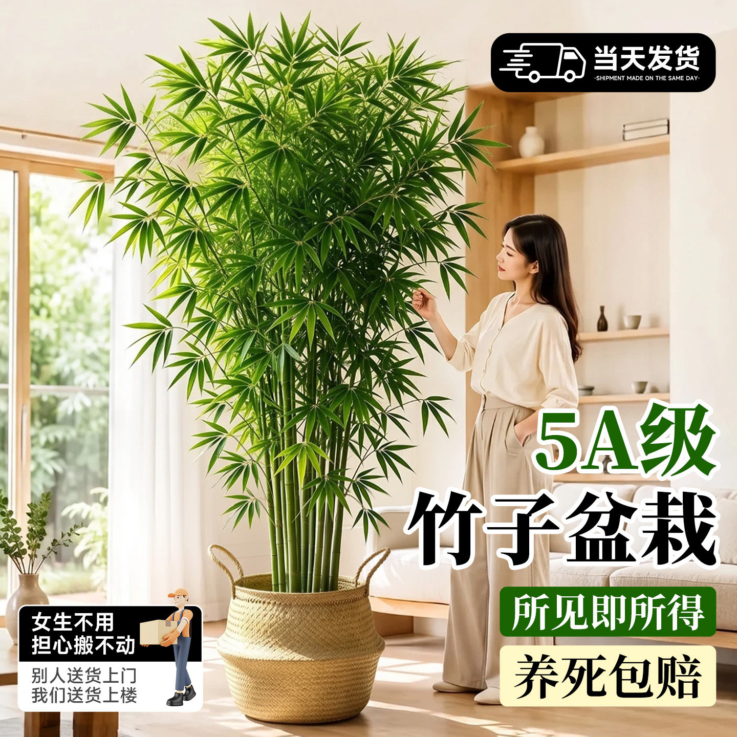 大型竹子盆栽四季常青年年可赏图片