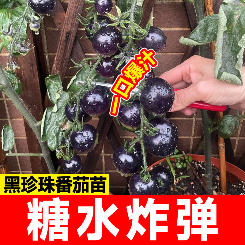 黑珍珠番茄苗樱桃小番茄秧苗圣女果幼苗四季阳台盆栽水果西红柿苗