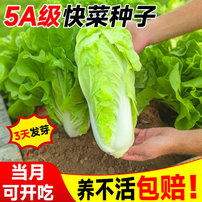 5A级四季奶油快菜种子不活包补