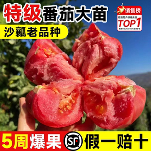 沙瓤西红柿番茄秧苗普罗旺斯番茄种子草莓圣女果籽盆栽蔬菜苗大全