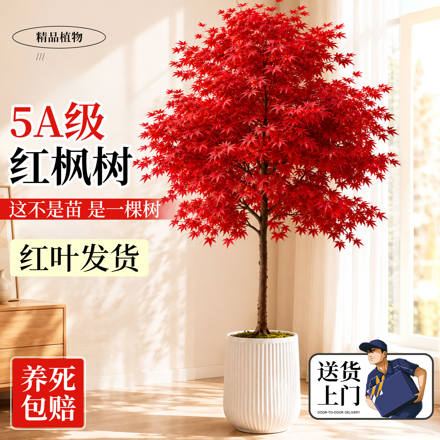 红枫树盆栽带红叶发货送货上门图片