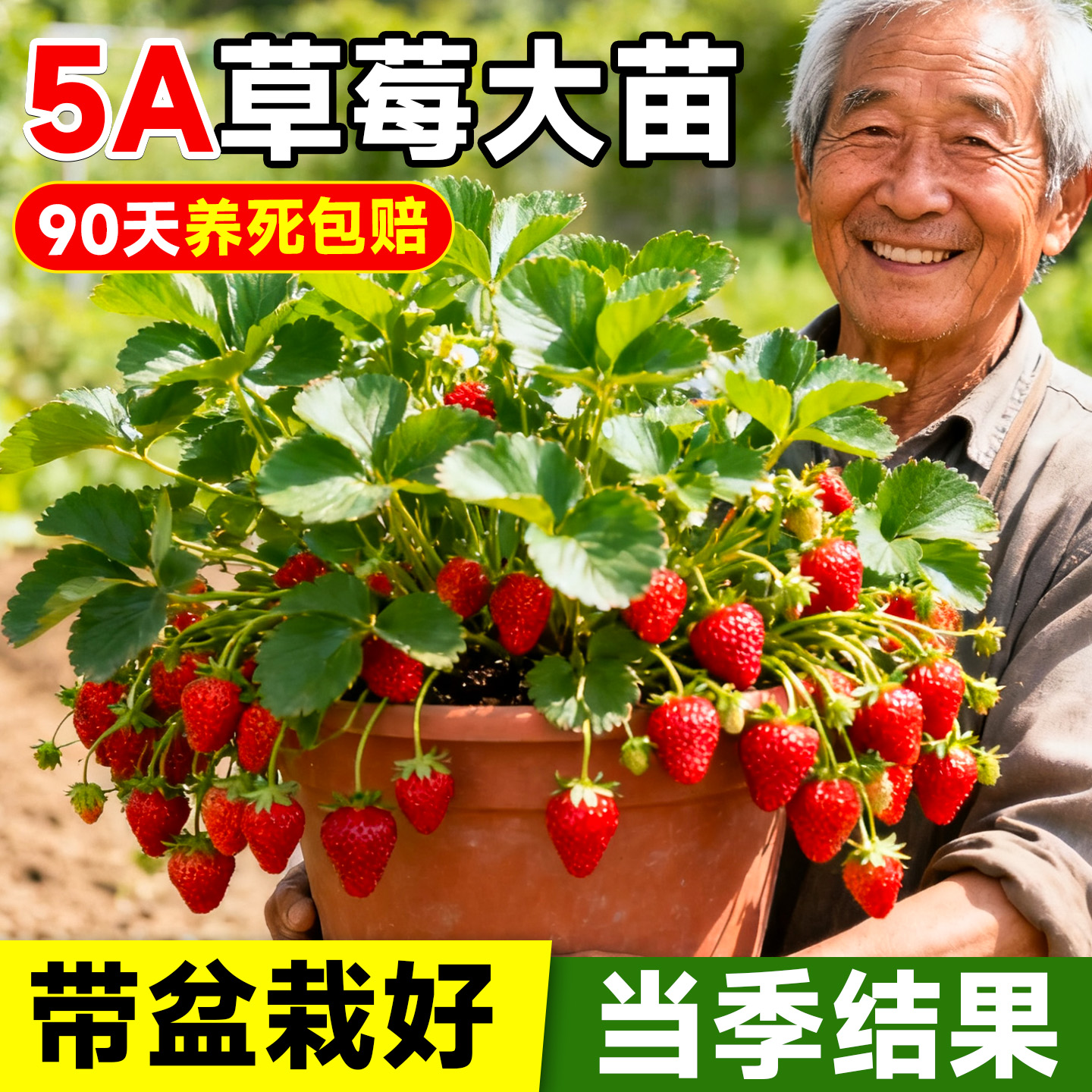5A级草莓苗秧带盆栽好不活包赔
