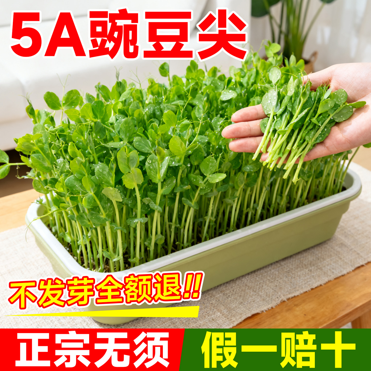 5A无须豌豆尖种子假一赔十