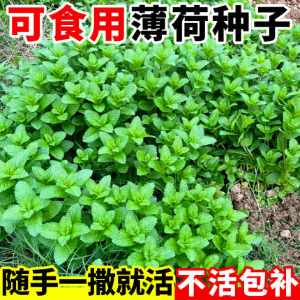 可食用薄荷种籽子盆栽室内外阳台庭院花卉种子蔬菜植物猫薄荷种孑