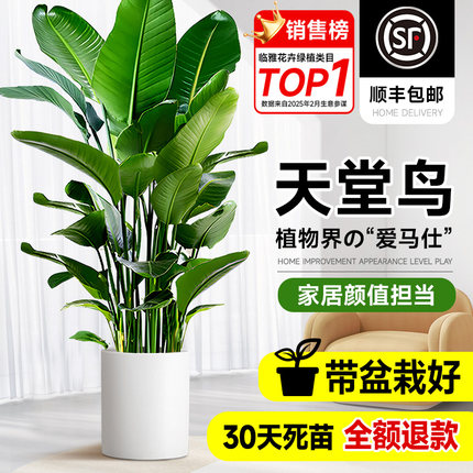 天堂鸟室内盆栽绿植大型客厅植物落地真树办公室鹤望兰氛围感花卉