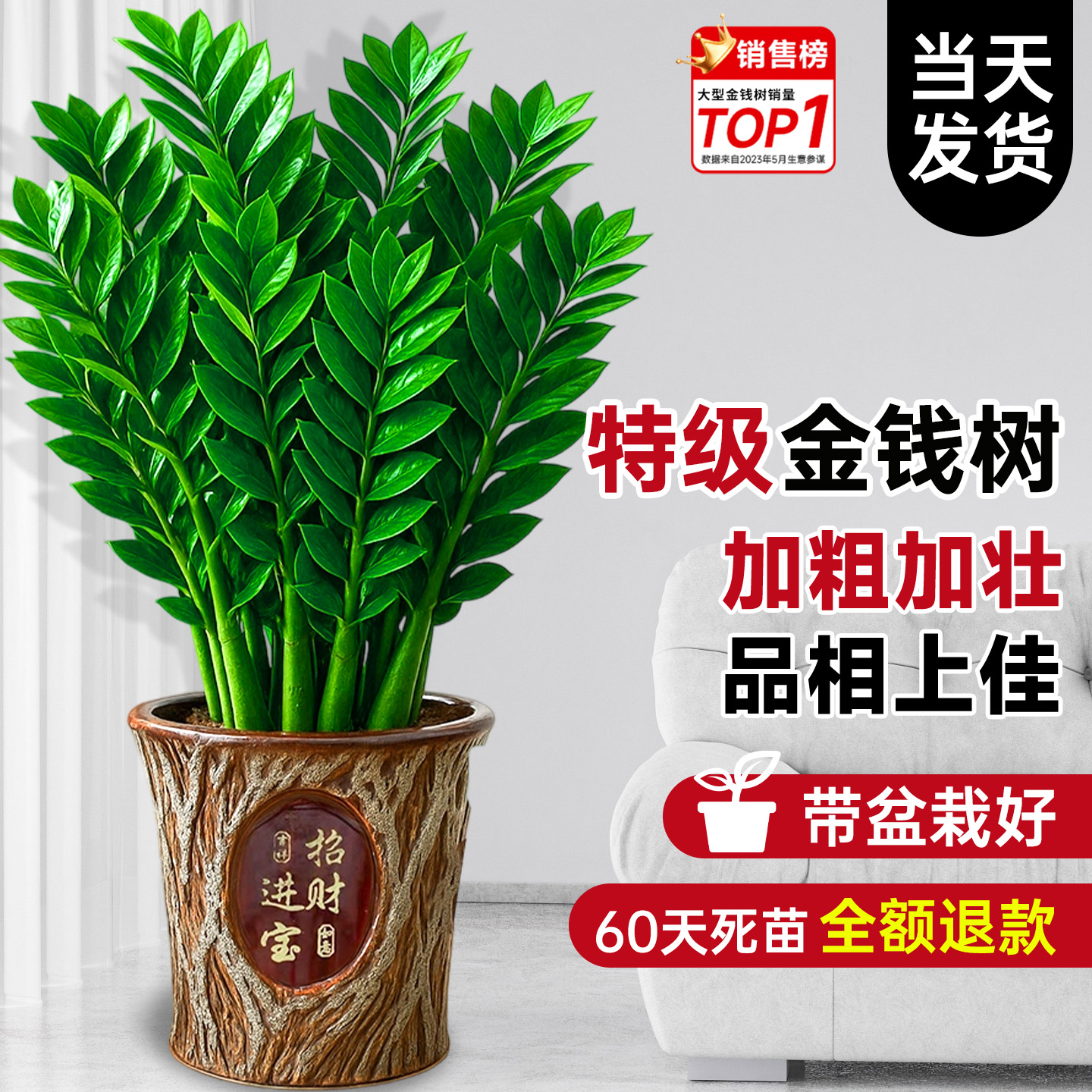 【特级品质】加粗加壮品相金钱树