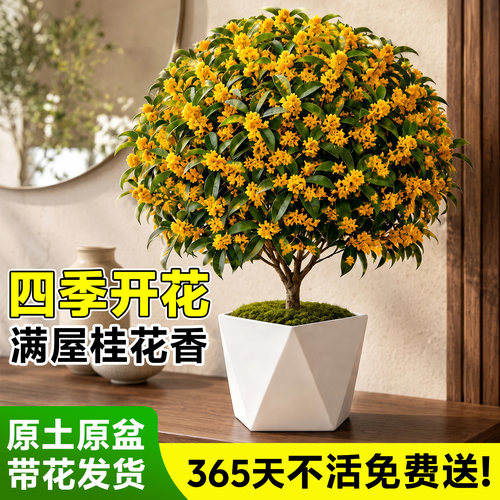 桂花盆栽老桩浓香可食易养