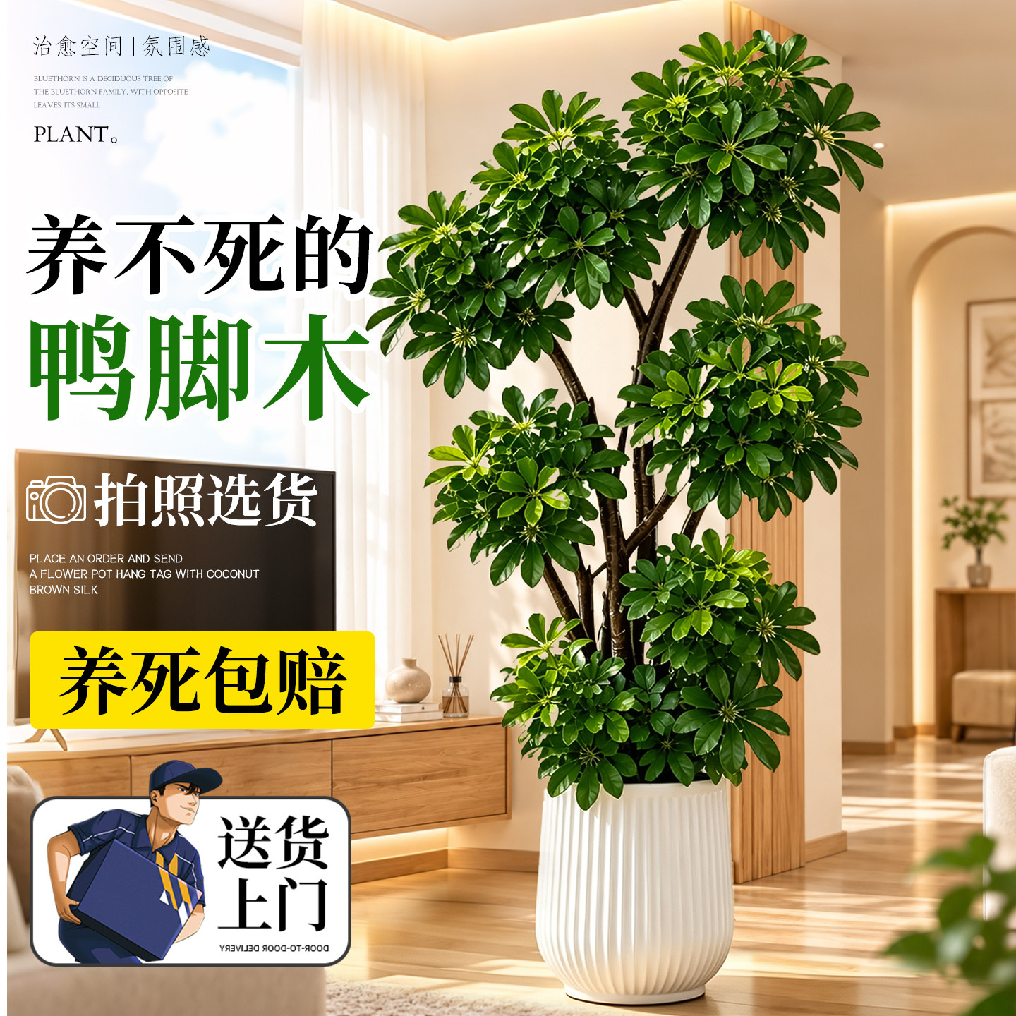 鸭脚木客厅大盆栽室内绿植办公室桌面好养活高端大气上档次绿植物