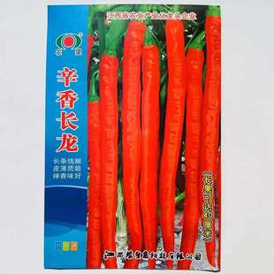 辛香长龙长椒香辣王辣椒种籽杭椒超长香辣高产抗病四季播种